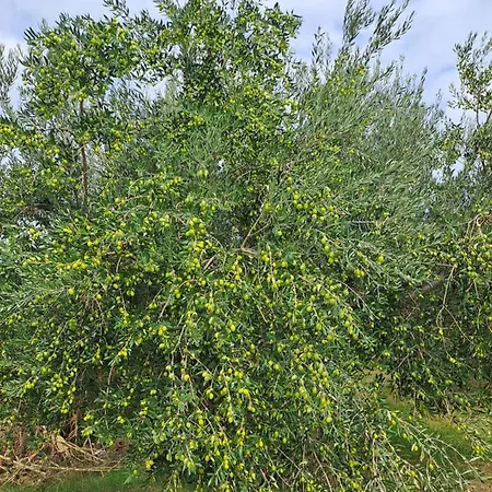 Apartamento Estate Franca Wine And Olive Oil